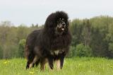 DOGUE DU TIBET 797